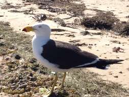 Image of Pacific Gull