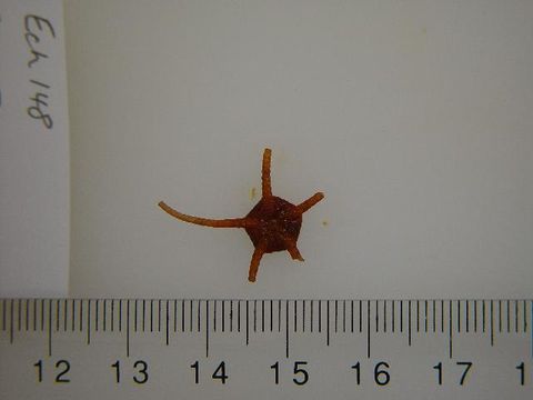 Image of <i>Ophiura</i>