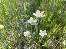 Image of Small-Flower Grass-of-Parnassus