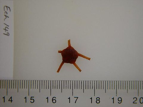 Image of <i>Ophiura</i>