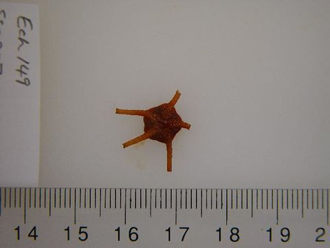 Image of <i>Ophiura</i>
