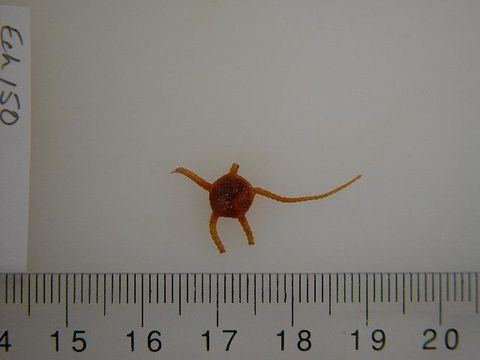 Image of <i>Ophiura</i>