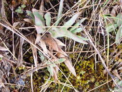 Image of Paspalum bonplandianum Flüggé