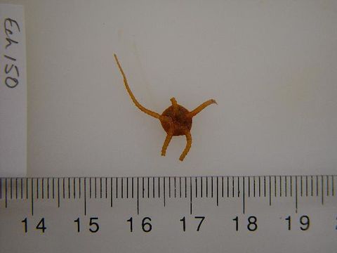 Image of <i>Ophiura</i>