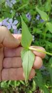 Image of Lapham's phlox