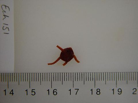 Image of <i>Ophiura</i>
