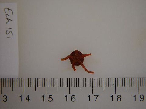 Image of <i>Ophiura</i>
