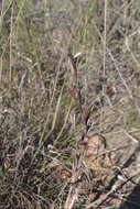 Image of Watsonia strictiflora Ker Gawl.