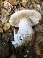 Image of Western North American Destroying Angel