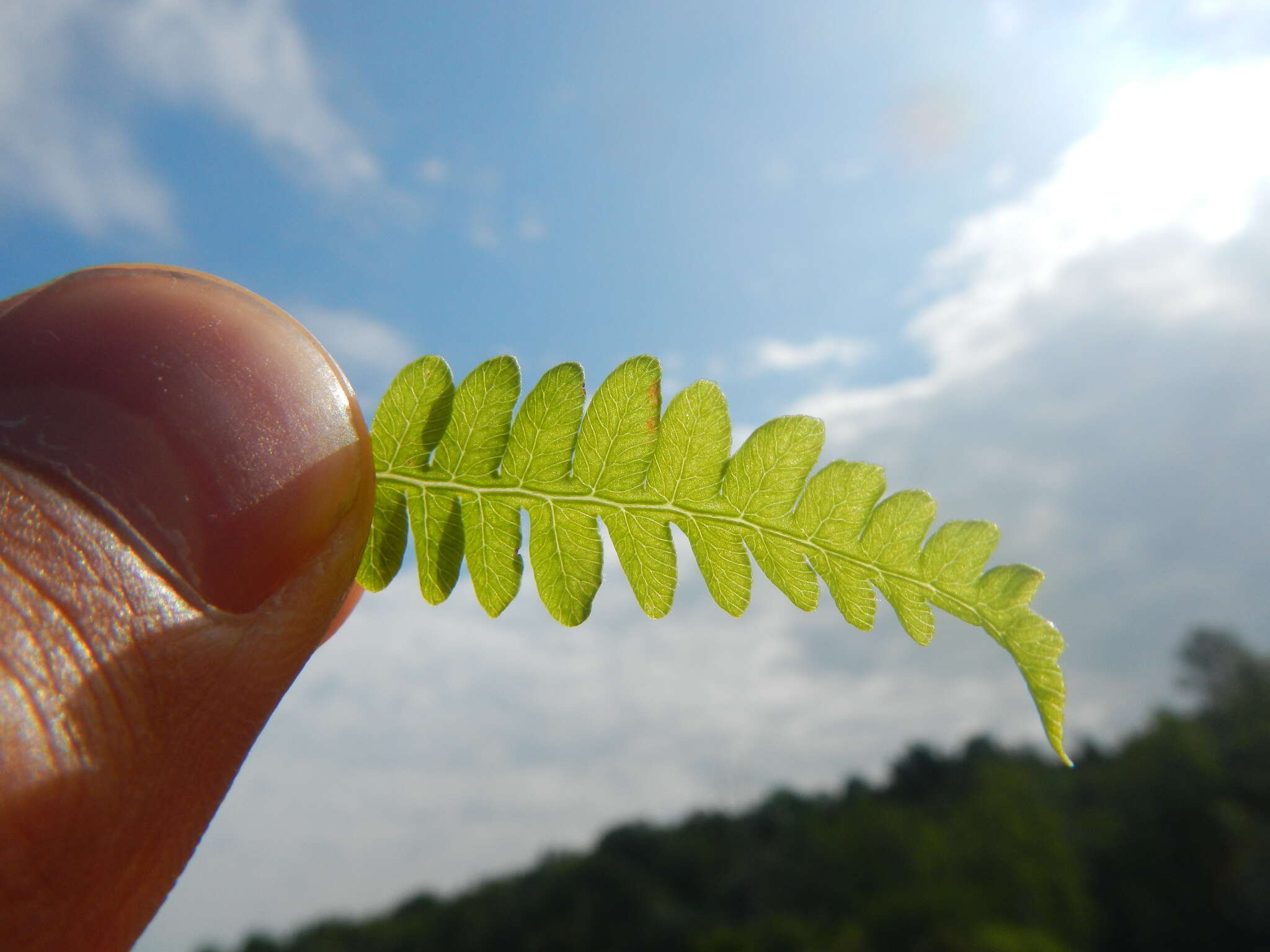 沼泽蕨的圖片