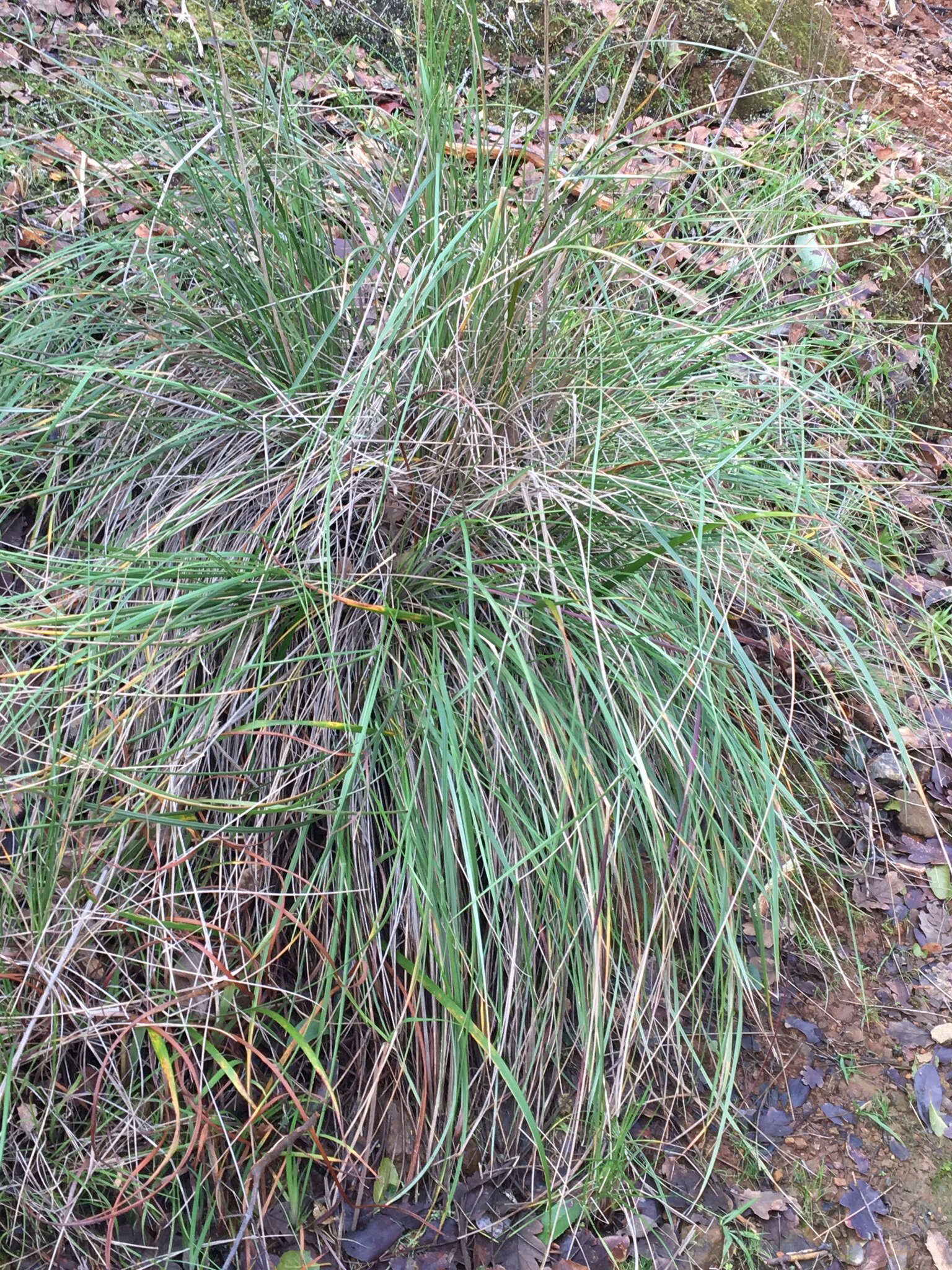 Plancia ëd Festuca californica Vasey