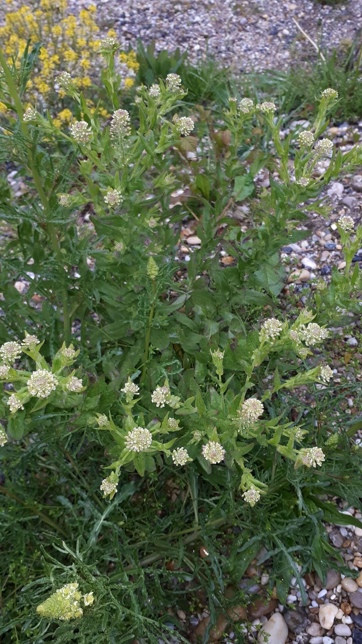 Image of Smith's Pepperwort