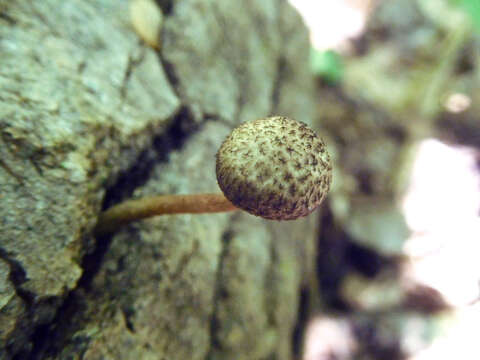 Image of Cystoagaricus hirtosquamulosus (Peck) Örstadius & E. Larss. 2015