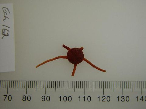 Image of <i>Ophiura</i>