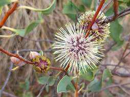 Image de Hakea petiolaris Meissn.