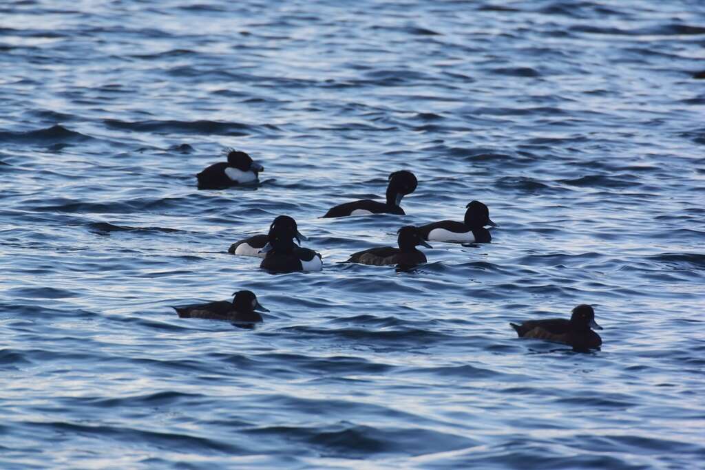 Image of Tufted Duck