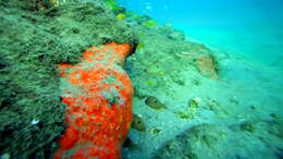 Image of red boring sponge