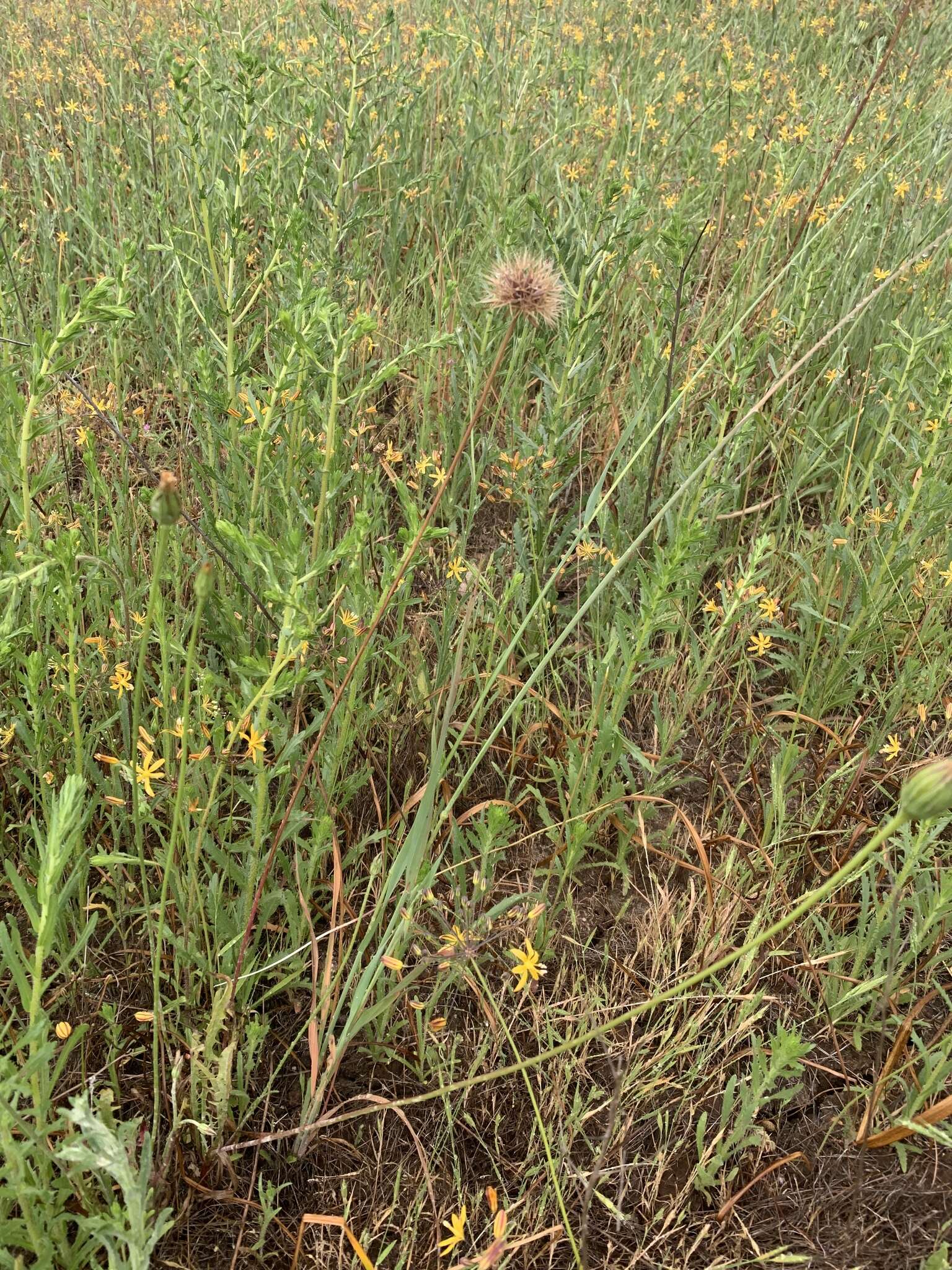 Image of grassland silverpuffs