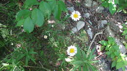 Image of daisy