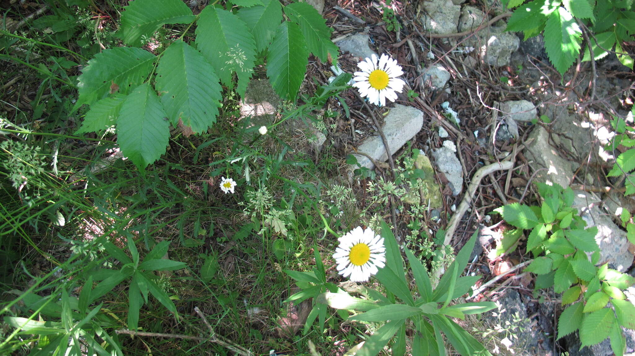 Слика од Leucanthemum superbum (Bergmans ex J. Ingram) D. H. Kent