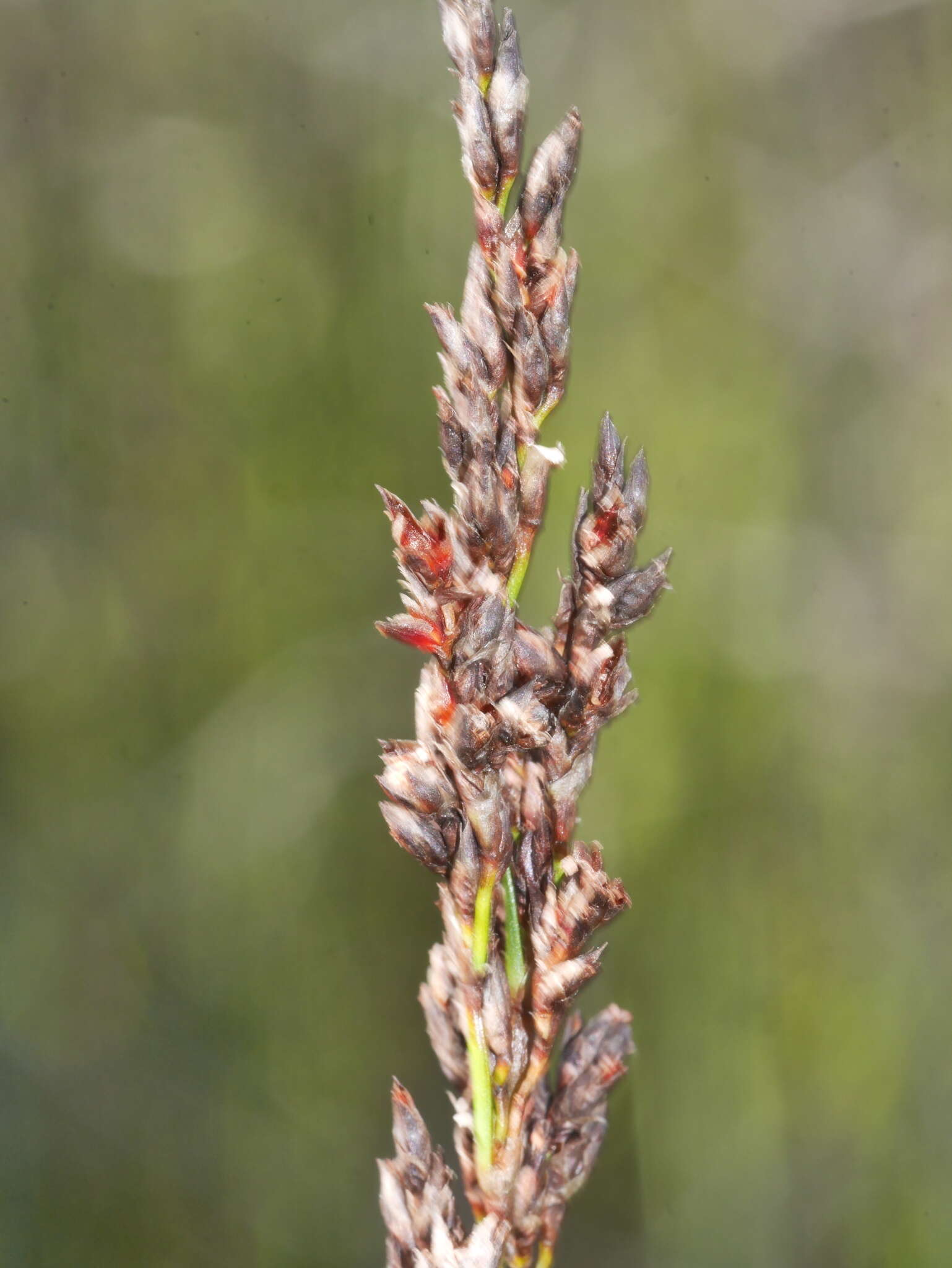 Imagem de Machaerina rubiginosa (Biehler) T. Koyama