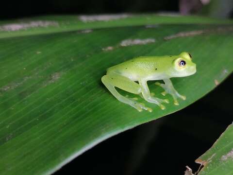 Image of Hyalinobatrachium orientale (Rivero 1968)