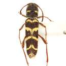 Слика од Neoclytus torquatus Le Conte 1873