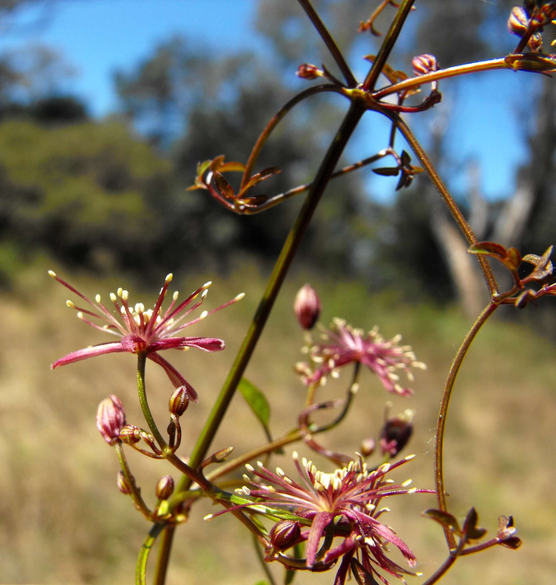 Image of Clematis fawcettii F. Müll.