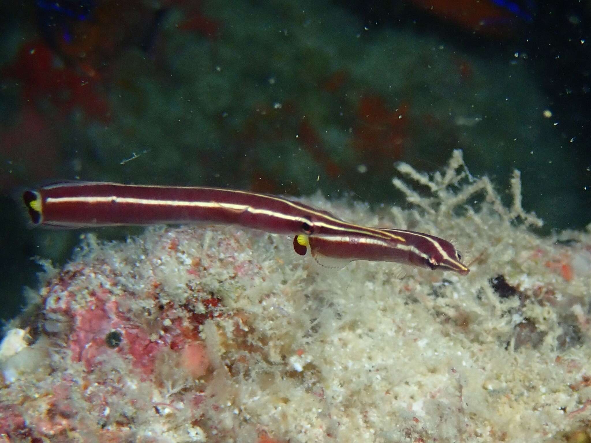Image of Diademichthys
