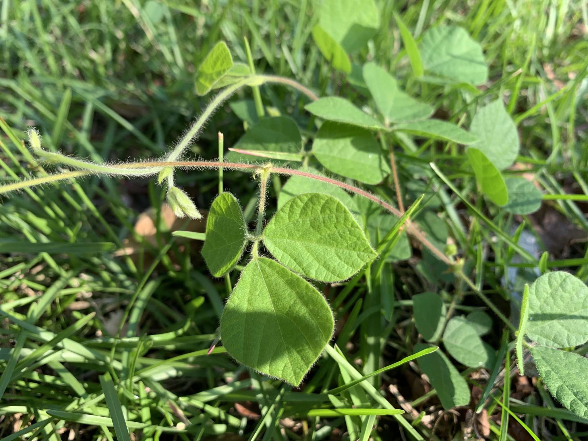 Image of Rhynchosia volubilis Lour.