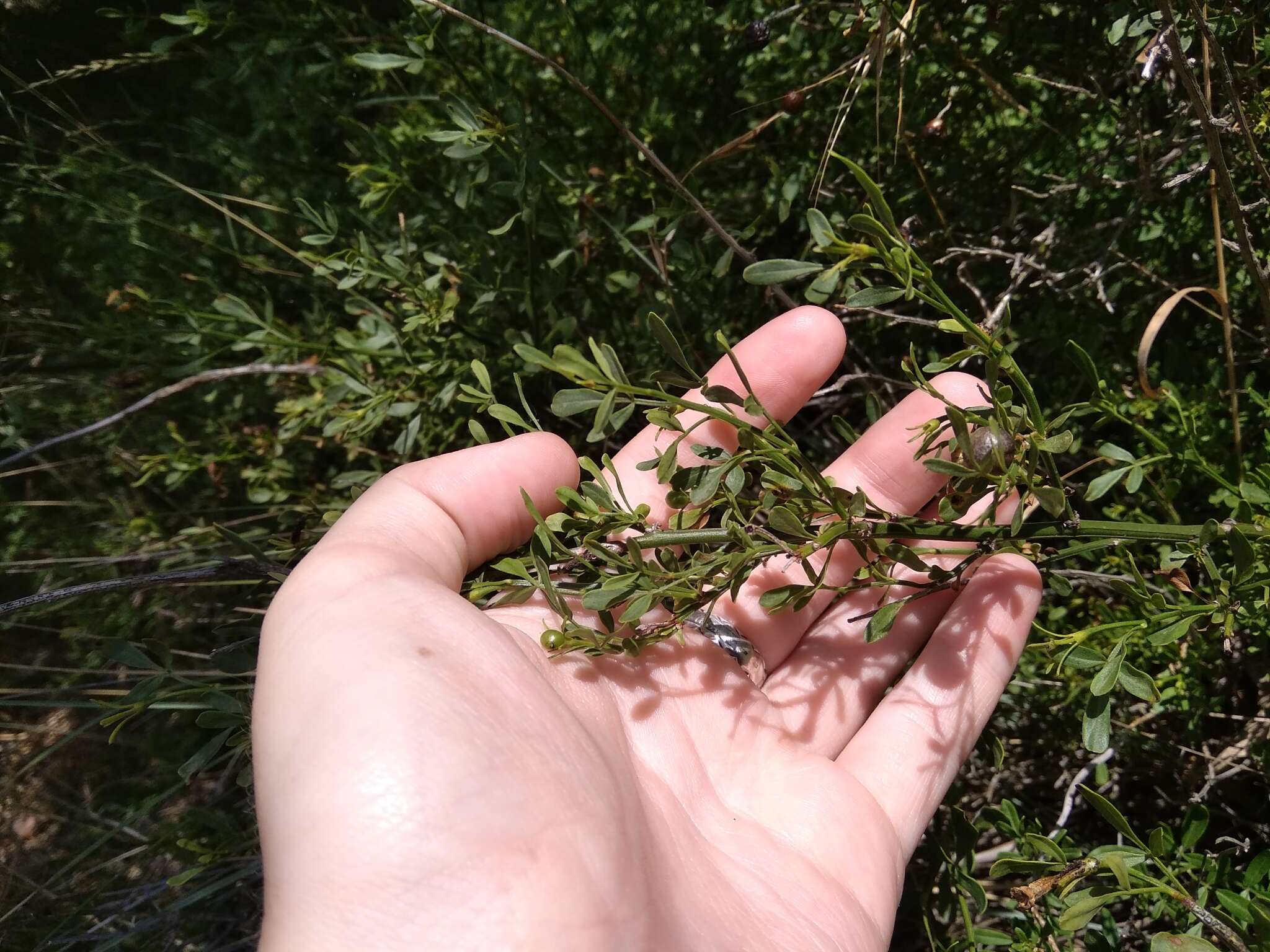 Image of Chrysojasminum fruticans (L.) Banfi