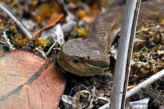 Image of Godman's Montane Pit Viper