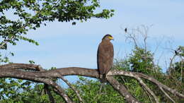 Image of Spilornis cheela spilogaster (Blyth 1852)