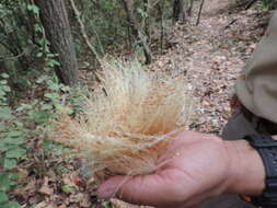 Image of Pseudobombax millei (Standl.) A. Robyns