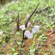 Image of Allium callimischon subsp. callimischon