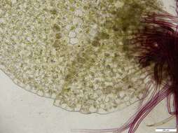 Image of Solenostoma hyalinum (Lyell) Mitt.