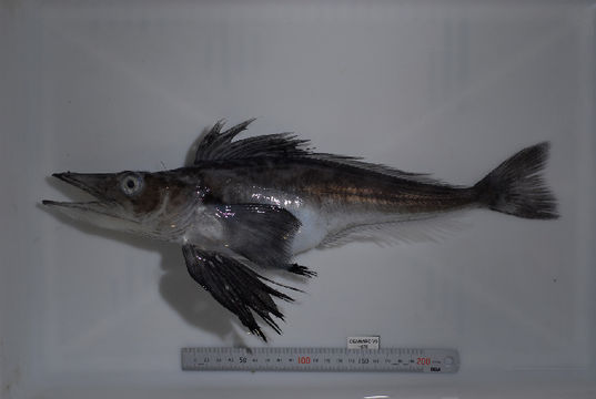 539.eatf si252n1678 1295553356 jpg.580x360