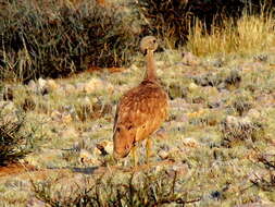 Image of Eupodotis vigorsii namaqua (Roberts 1932)