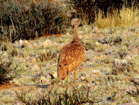 Image of Eupodotis vigorsii namaqua (Roberts 1932)