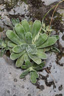 Image of Saxifraga hostii subsp. hostii