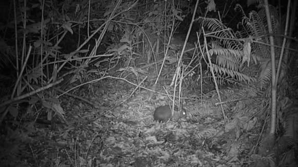 Image of Lepus americanus washingtonii Baird 1855