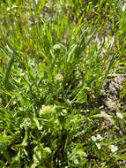 Image of San Diego pepperweed