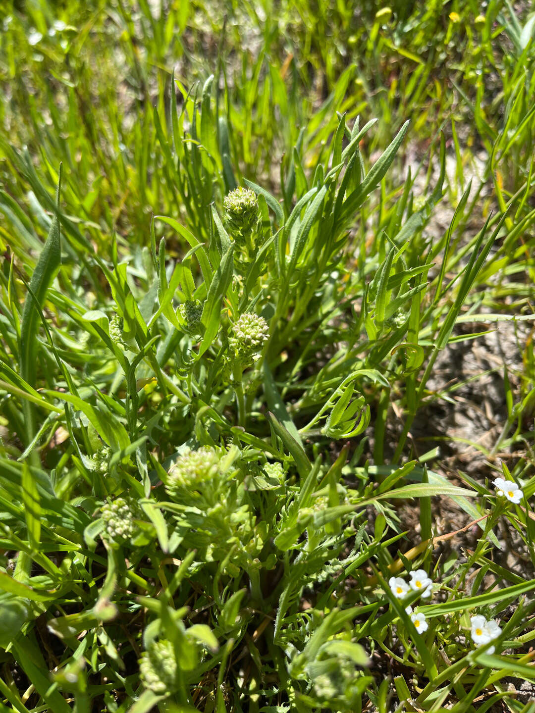 Image of San Diego pepperweed