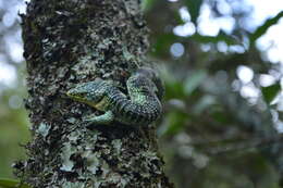 Слика од Abronia graminea (Cope 1864)