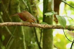 Image of Buff-fronted Foliage-gleaner