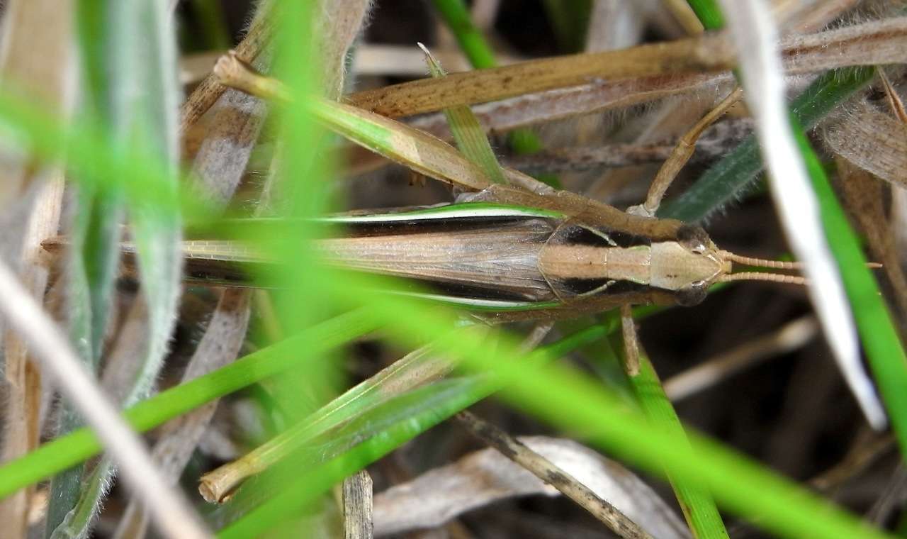 صورة Schizobothrus flavovittatus Sjöstedt 1921