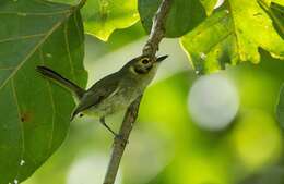 Imagem de Phylloscartes oustaleti (Sclater & PL 1887)