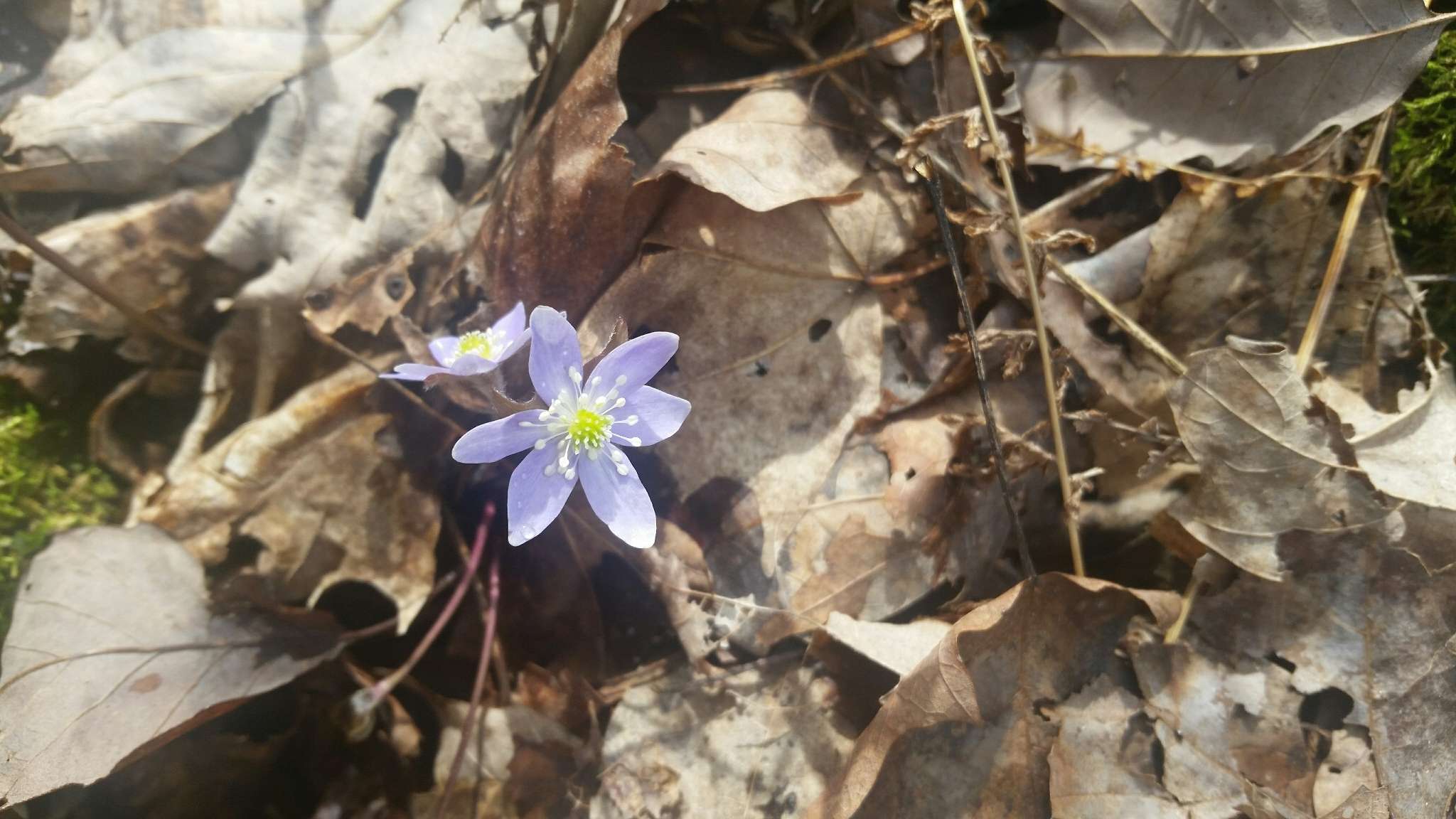 Plancia ëd Hepatica nobilis var. acuta (Pursh) Steyermark