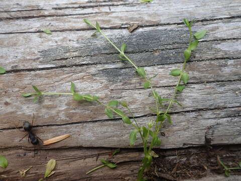 Image of curled starwort