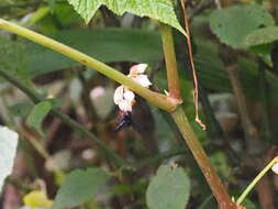 Image de Bombus rufipes Lepeletier 1836